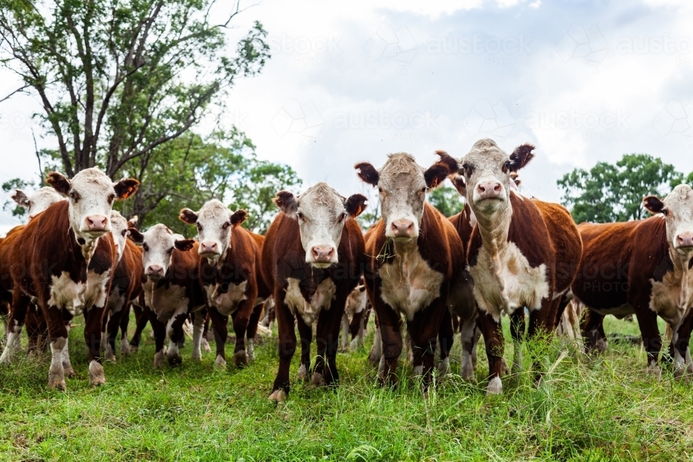 Herd of inquisitive Hereford cattle in paddock - newly restocked farm - Australian Stock Image