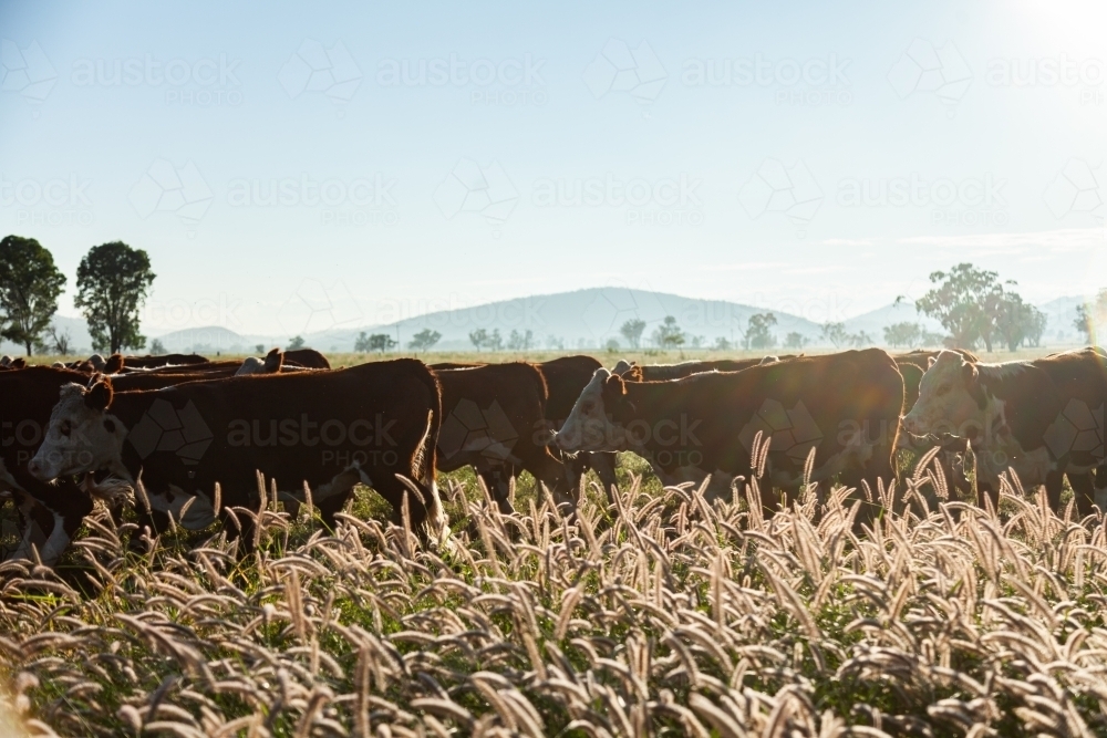 Hereford cattle walking through paddock of long grass - Australian Stock Image