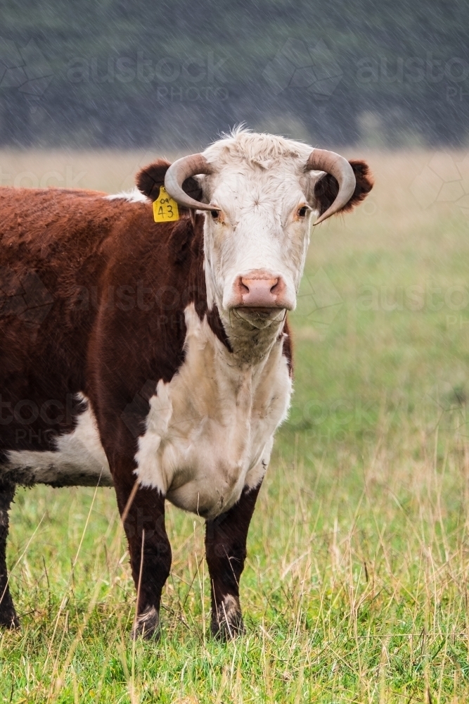 Hereford cow with horns in the paddock - Australian Stock Image