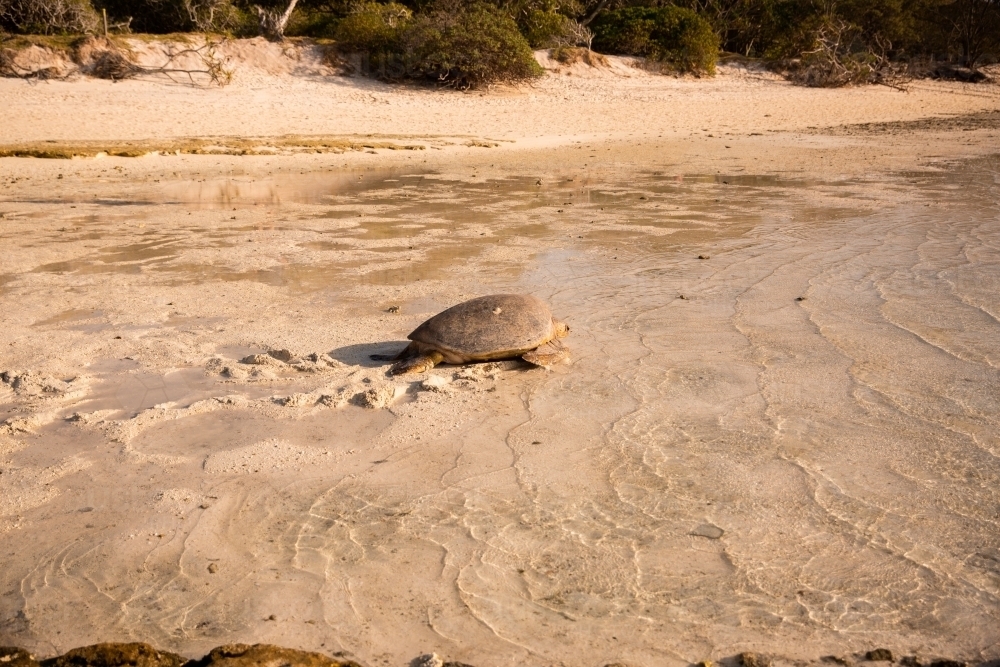 Heron Island green sea turtle going back to the ocean after nesting - Australian Stock Image