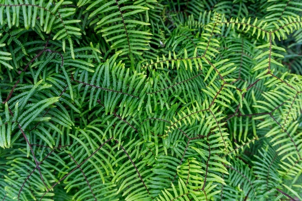 Herringbone Fern fronds - Australian Stock Image