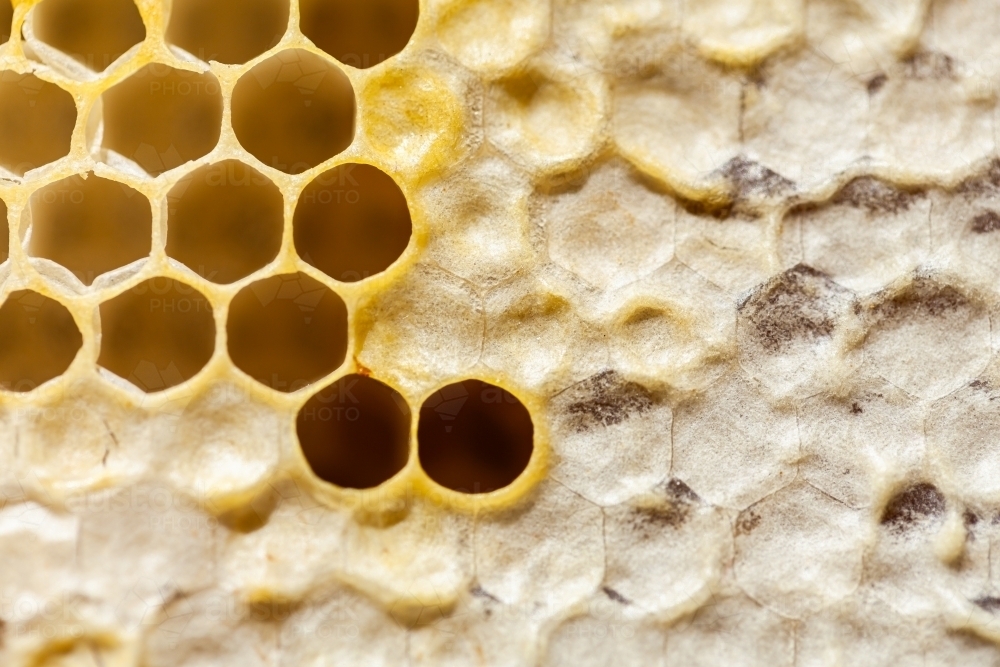 Hexagonal honeycomb texture on honey frame - Australian Stock Image