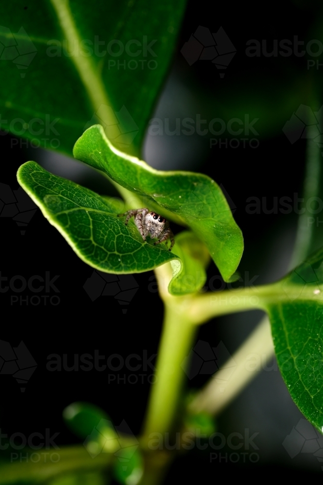 Hiding Jumping Spider between Two Leaves - Australian Stock Image