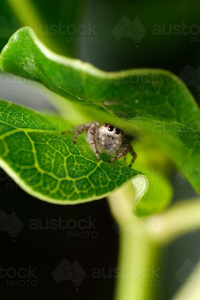 Hiding Jumping Spider Nestled Between Two Leaves - Australian Stock Image