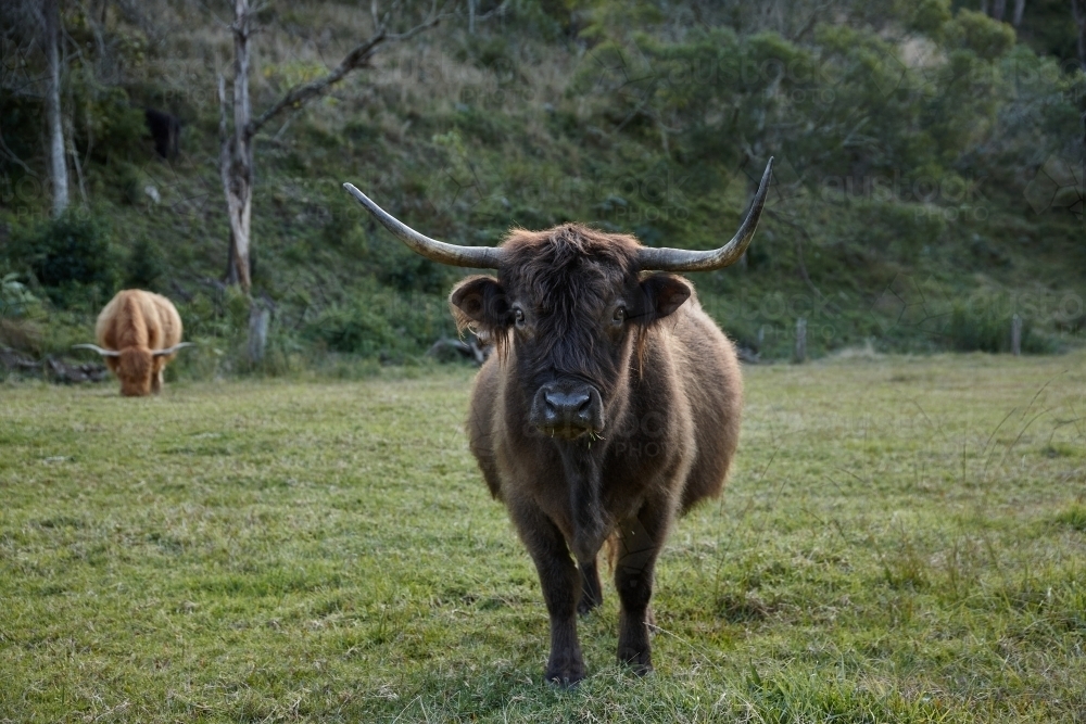 Highland cattle standing in paddock - Australian Stock Image