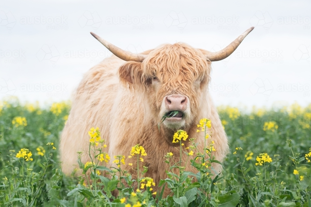 Highland cow eating grass in pasture with yellow flowers - Australian Stock Image