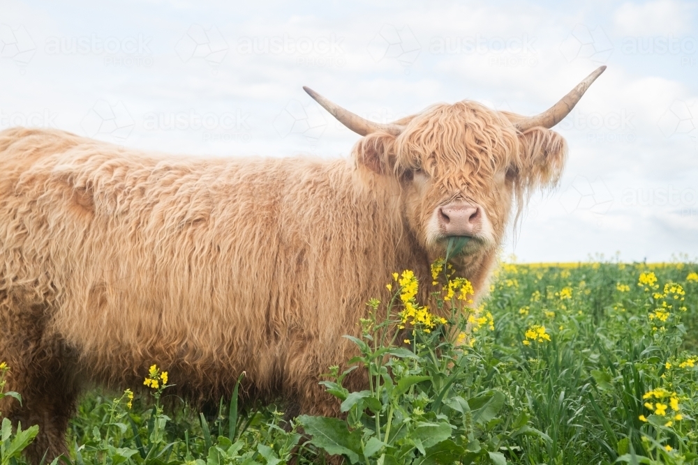 Highland cow grazing in big paddock with yellow flowers looking at camera - Australian Stock Image