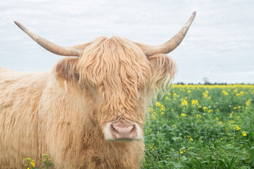 Highland cow in big paddock with yellow flowers - Australian Stock Image