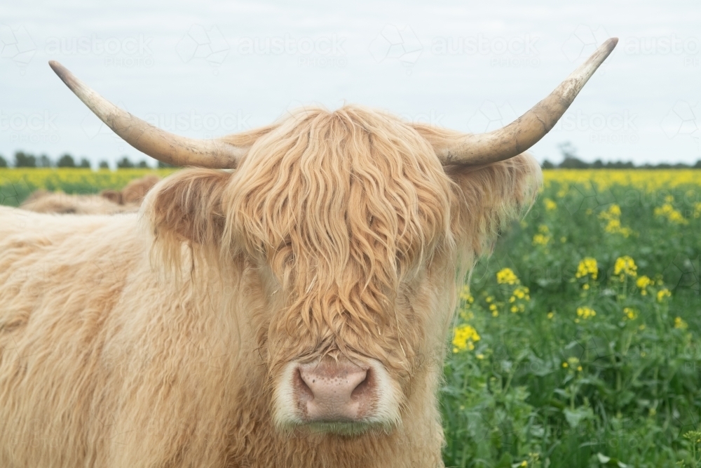 Highland cow in big paddock with yellow flowers looking at camera - Australian Stock Image