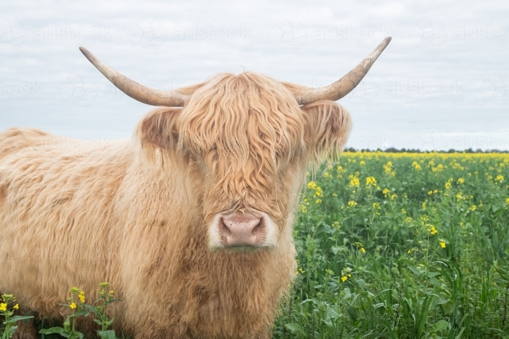 Highland cow in big pasture with yellow flowers looking. at camera - Australian Stock Image