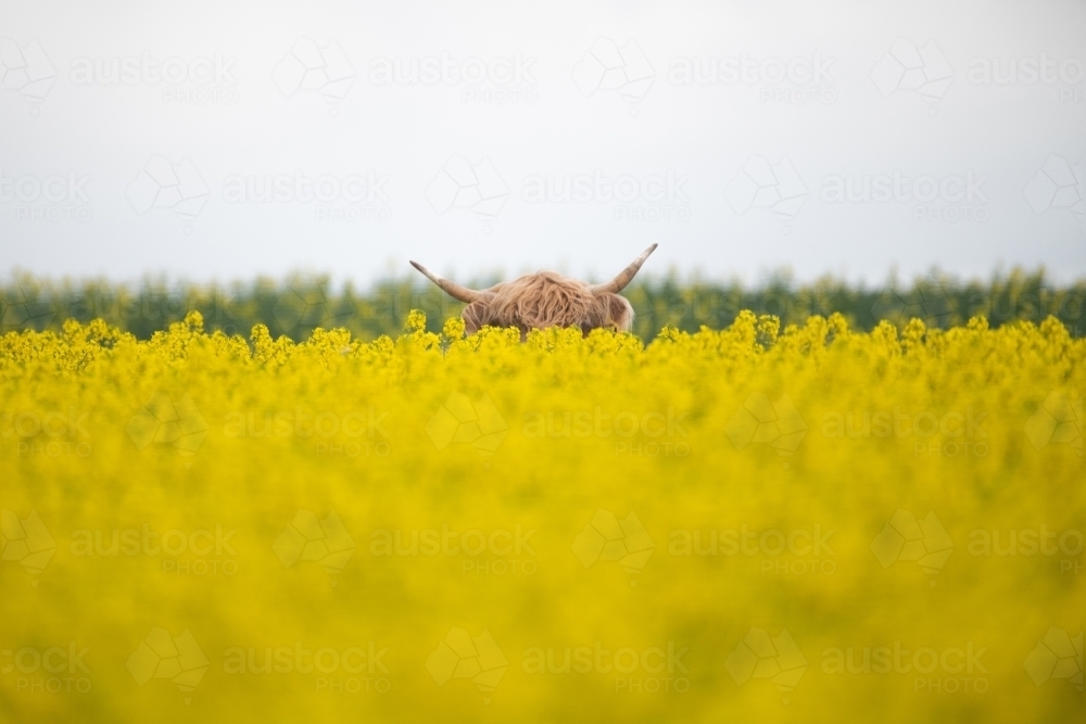 Highland cow's horns sticking up from behind yellow flowers - Australian Stock Image
