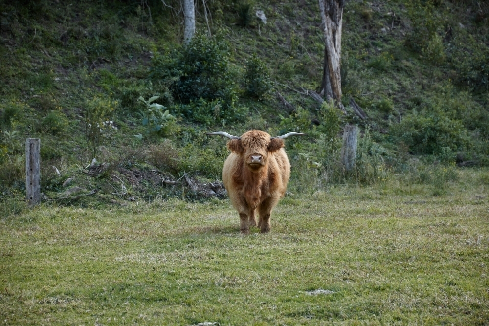 Highland cow standing in paddock - Australian Stock Image