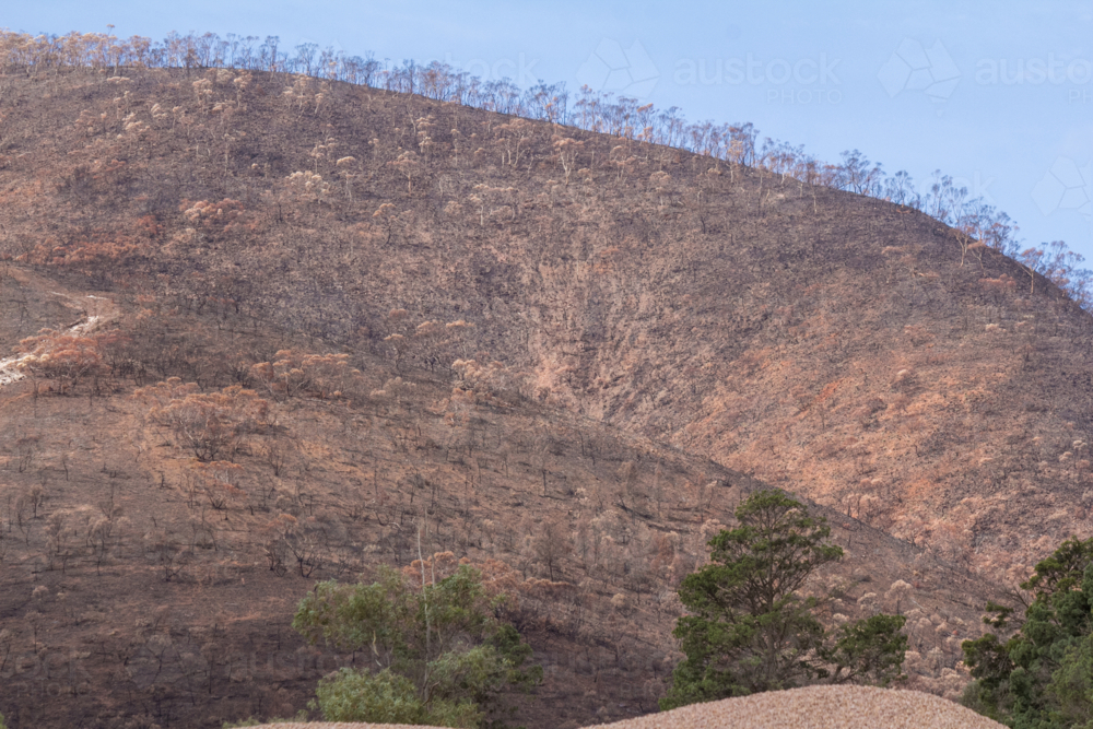 Hill burnt brown in aftermath of  the bushfire - Australian Stock Image