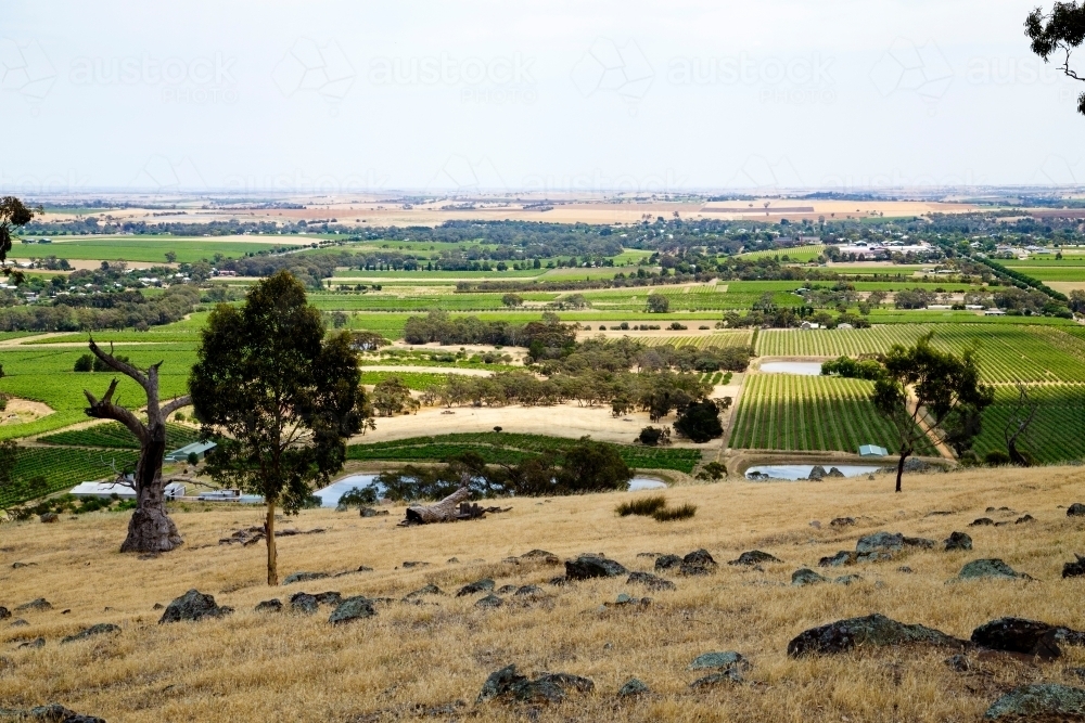 hilltop view over vineyards and farmland - Australian Stock Image