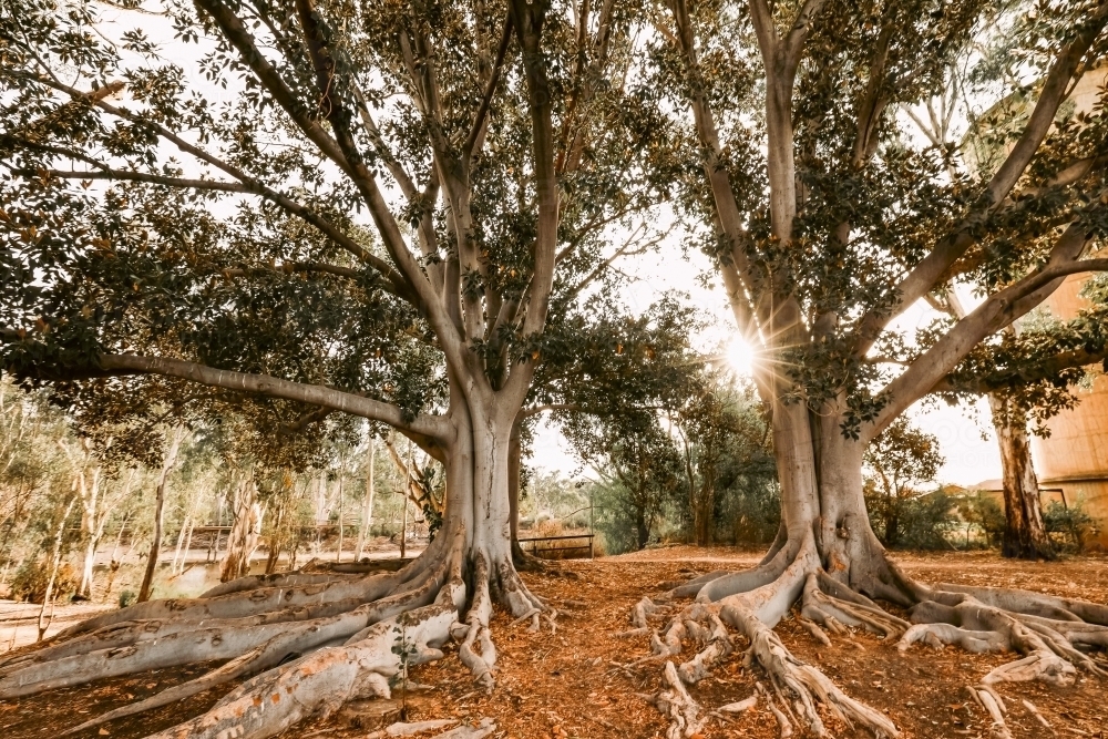 Historic fig trees with sunburst at Moama, NSW Australia - Australian Stock Image