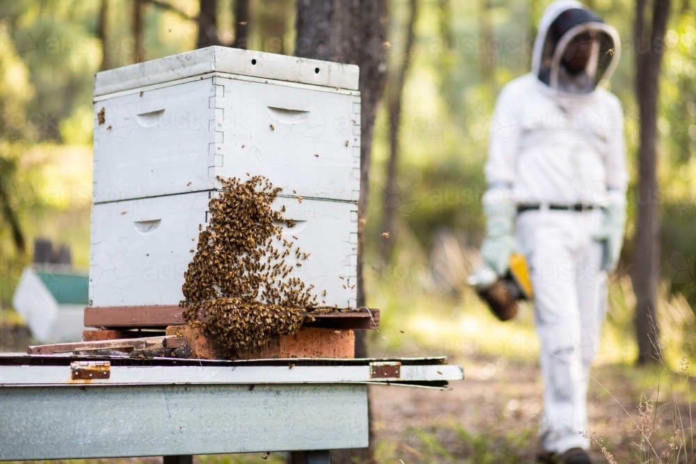 Hive of honey bees in bushland after honey harvest - Australian Stock Image