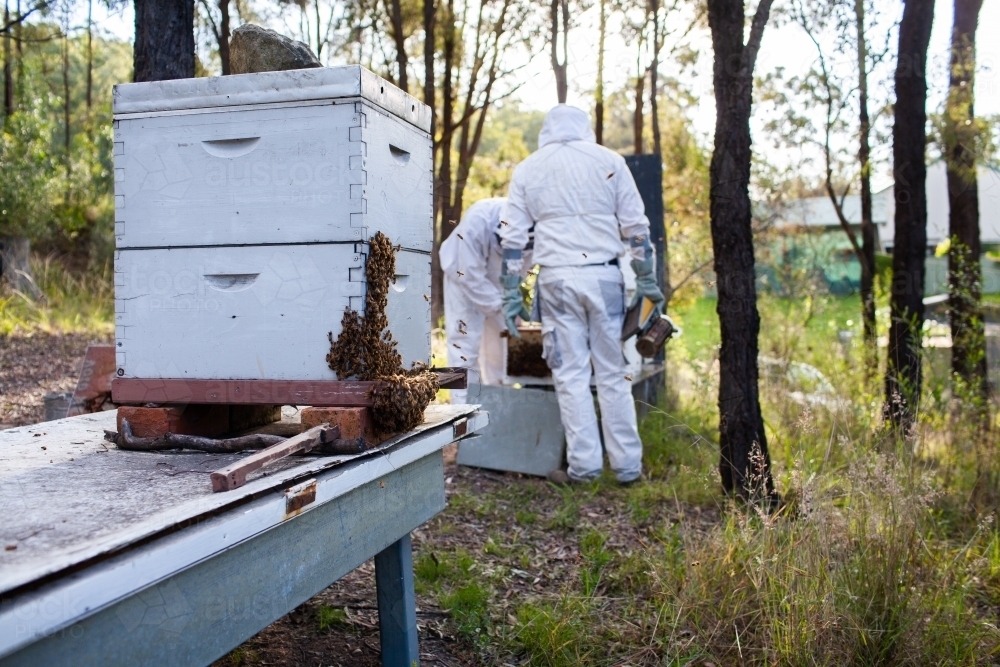 Hive of honey bees in bushland after honey harvest - Australian Stock Image