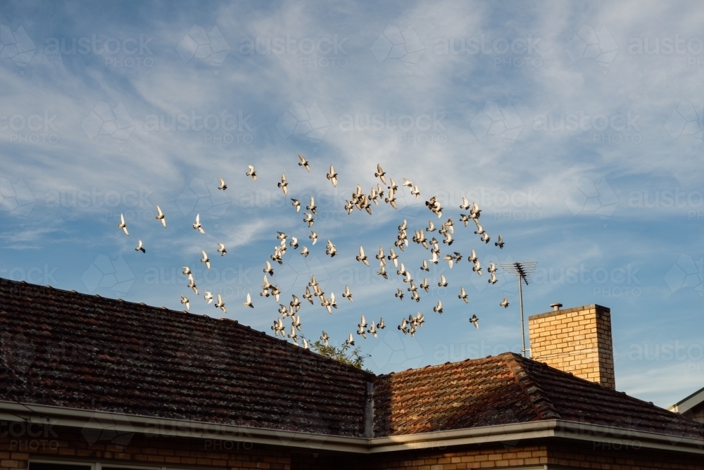 Homing pigeons in flight over an Australian red brick house - Australian Stock Image