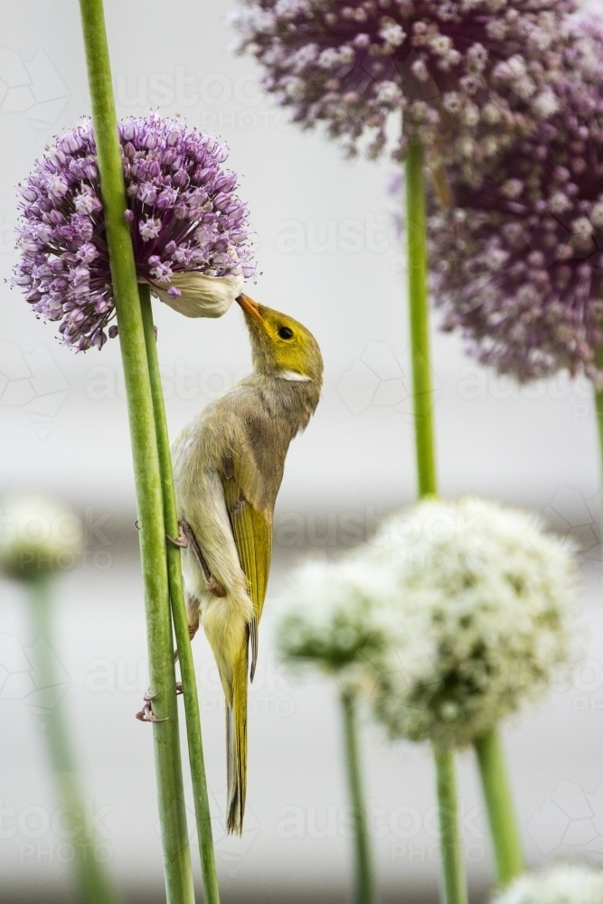 Honey eater bird on garlic flowers - Australian Stock Image