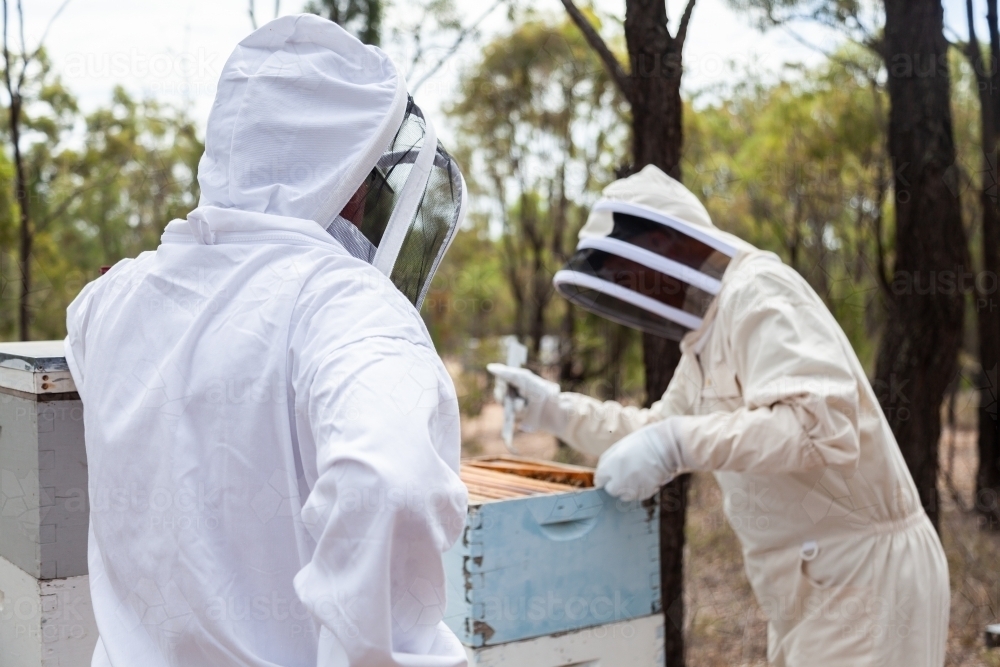 Honey farmers in beekeeping suits harvesting beehives - Australian Stock Image