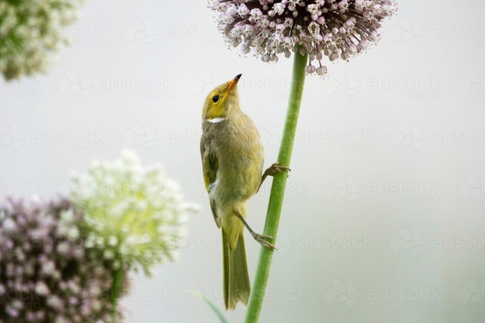 Honeyeater on allium flower stem - Australian Stock Image