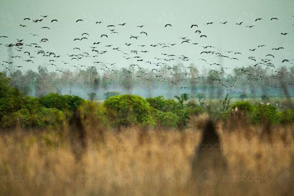 Horizontal photo of massive flock of birds flying over the wetlands with blurry grass - Australian Stock Image