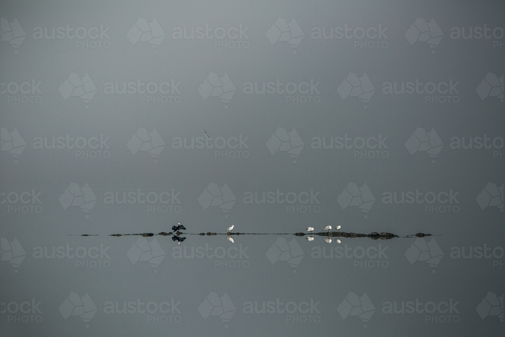 Horizontal shot of a bird and a rock reflections in the water at misty morning - Australian Stock Image