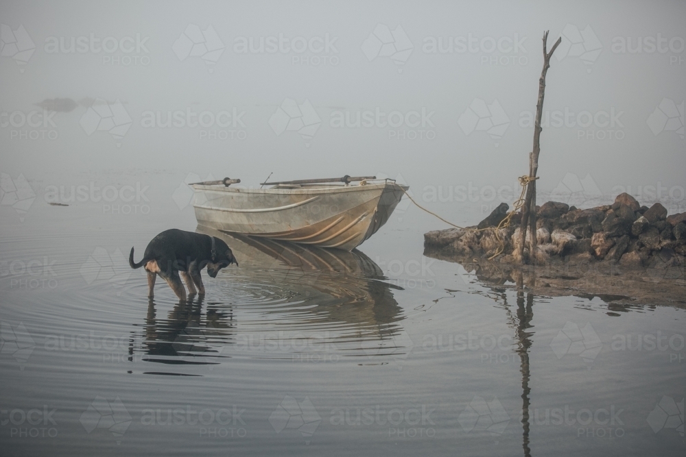 Horizontal shot of a dog and a rowboat on the shore of an inlet on a misty morning - Australian Stock Image