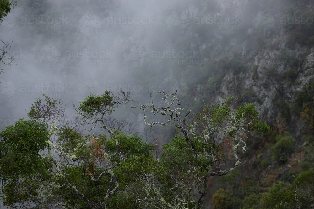 Horizontal shot of a foggy rainforest - Australian Stock Image