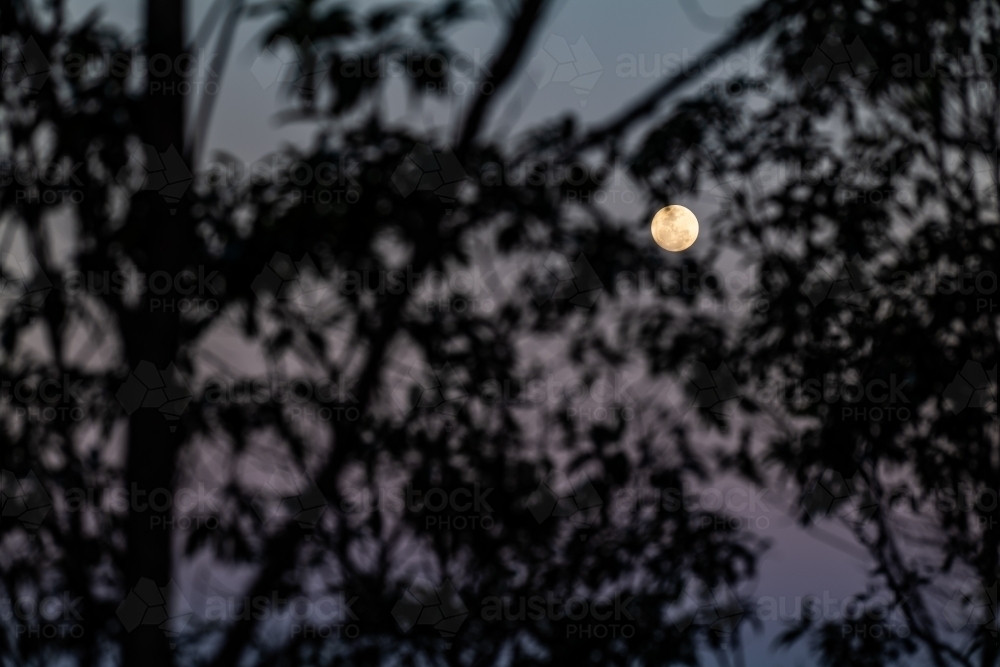 Horizontal shot of a full moon through leaves - Australian Stock Image