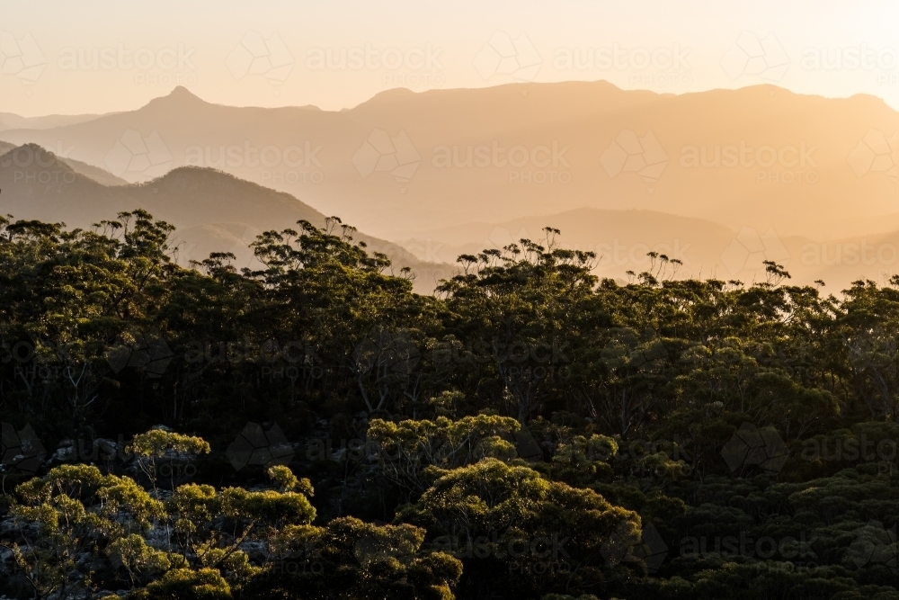 Horizontal shot of a green forest at sunset - Australian Stock Image