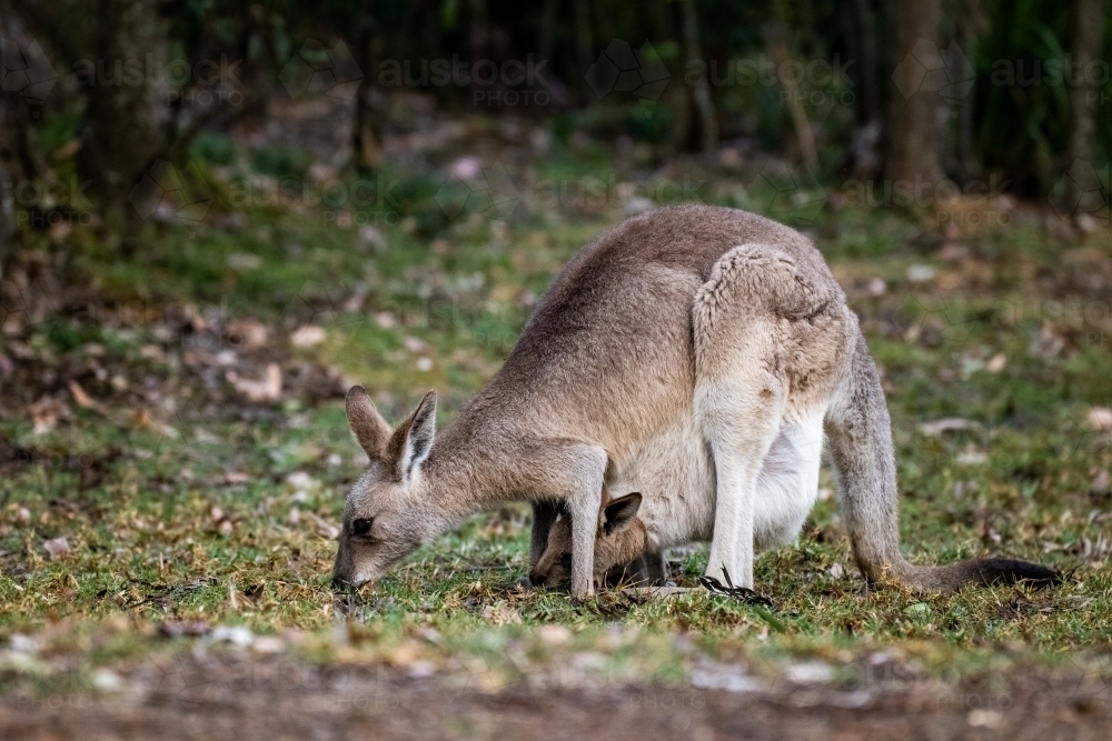 Horizontal shot of a grey kangaroo mother eating grass with joey in her pouch - Australian Stock Image