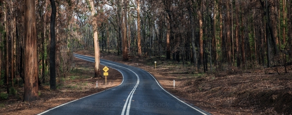 Horizontal shot of a highway between burnt forest of trees - Australian Stock Image