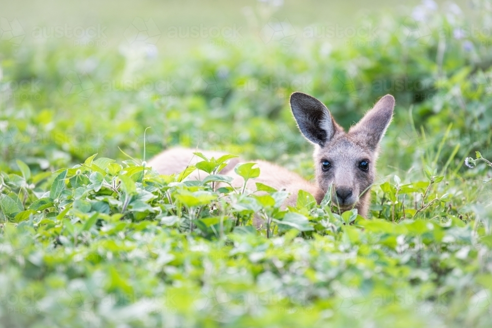 Horizontal shot of a kangaroo hiding on the green plants - Australian Stock Image