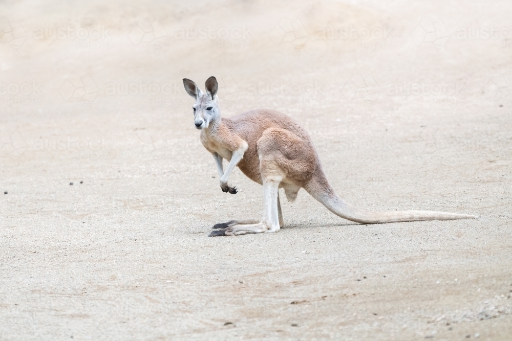 Horizontal shot of a kangaroo on a sunny day - Australian Stock Image