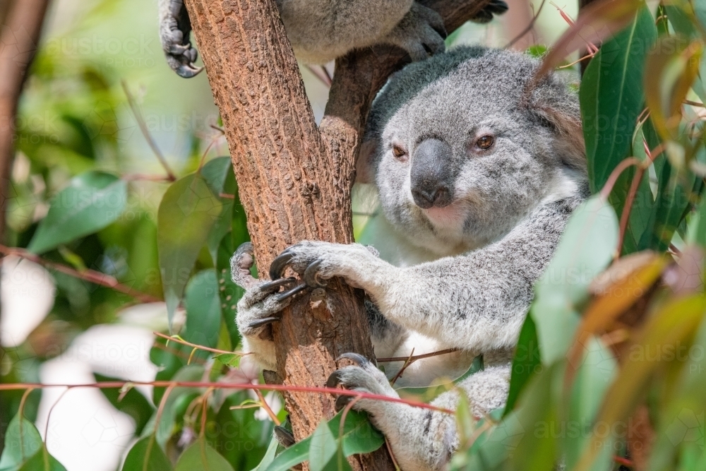 Horizontal shot of a koala looking at camera through branches of a tree - Australian Stock Image
