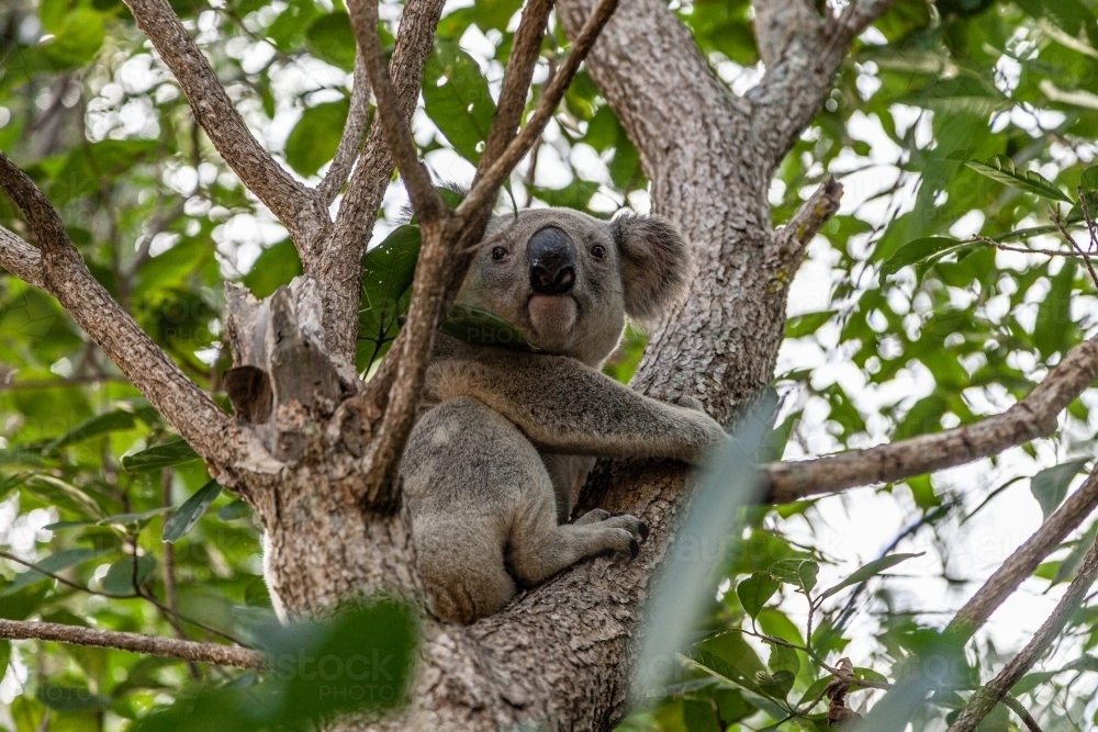 horizontal shot of a koala on a tree with leaves in the background - Australian Stock Image