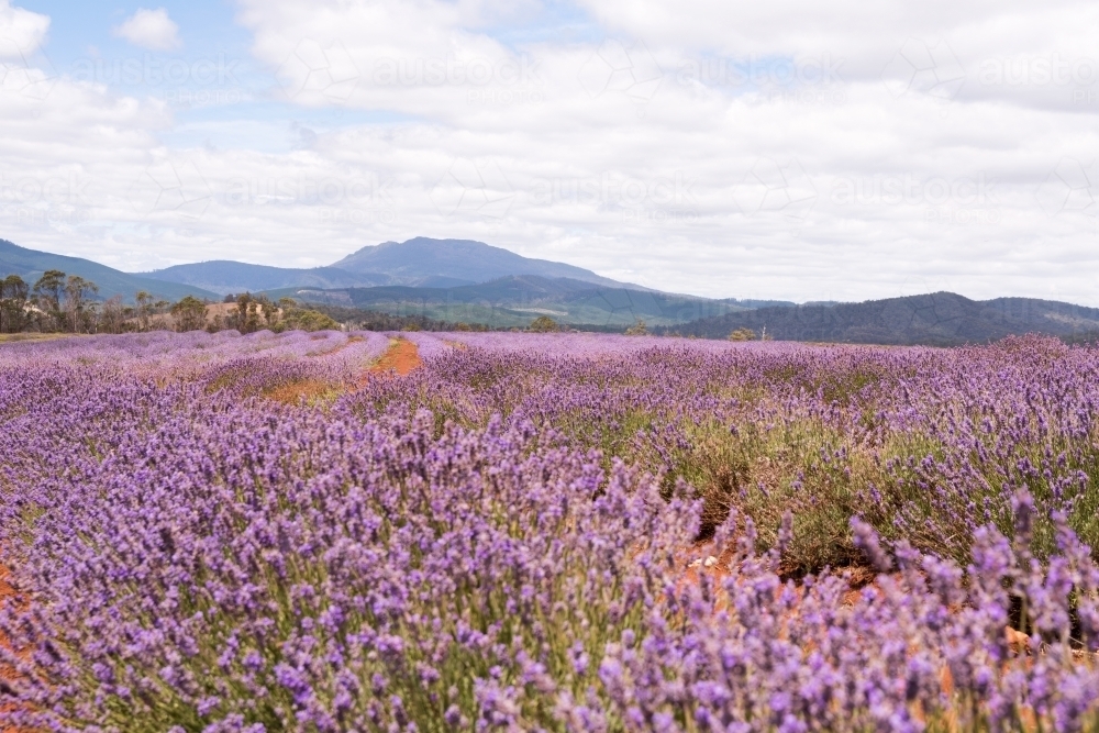 Horizontal shot of a lavender plant field - Australian Stock Image