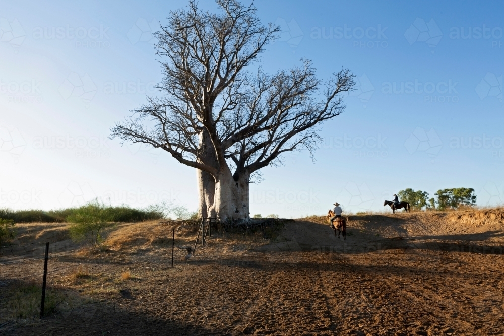 Horizontal shot of a man riding his horse towards a big old Boab tree - Australian Stock Image