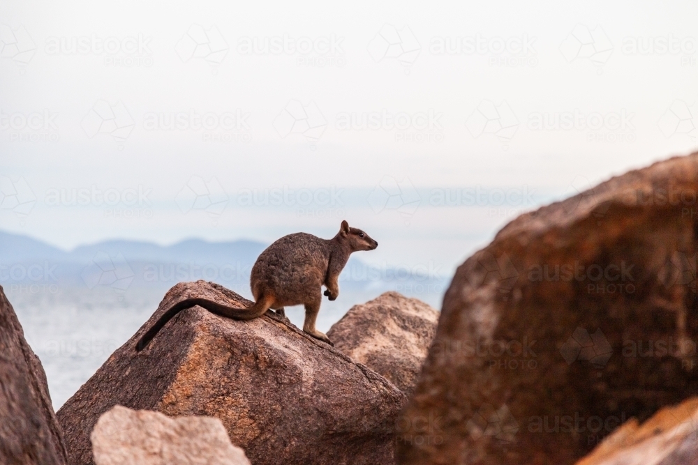 horizontal shot of a rock wallaby standing on a rock - Australian Stock Image