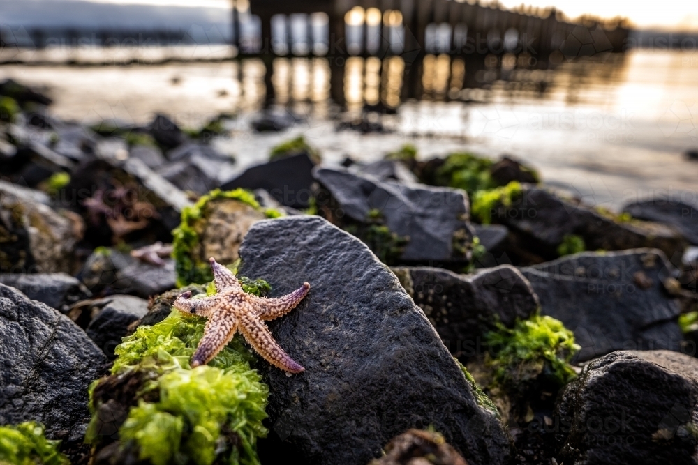 Horizontal shot of a star fish on the rock with seaweed at low tide - Australian Stock Image