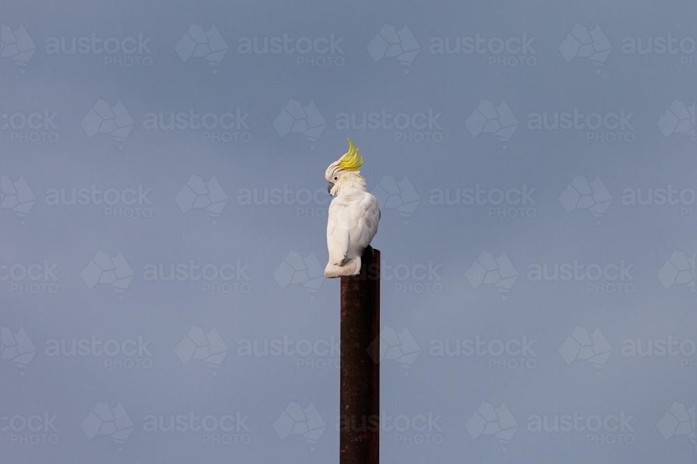 horizontal shot of a Sulphur-crested cockatoo on top of a pole with clear skies in the background - Australian Stock Image