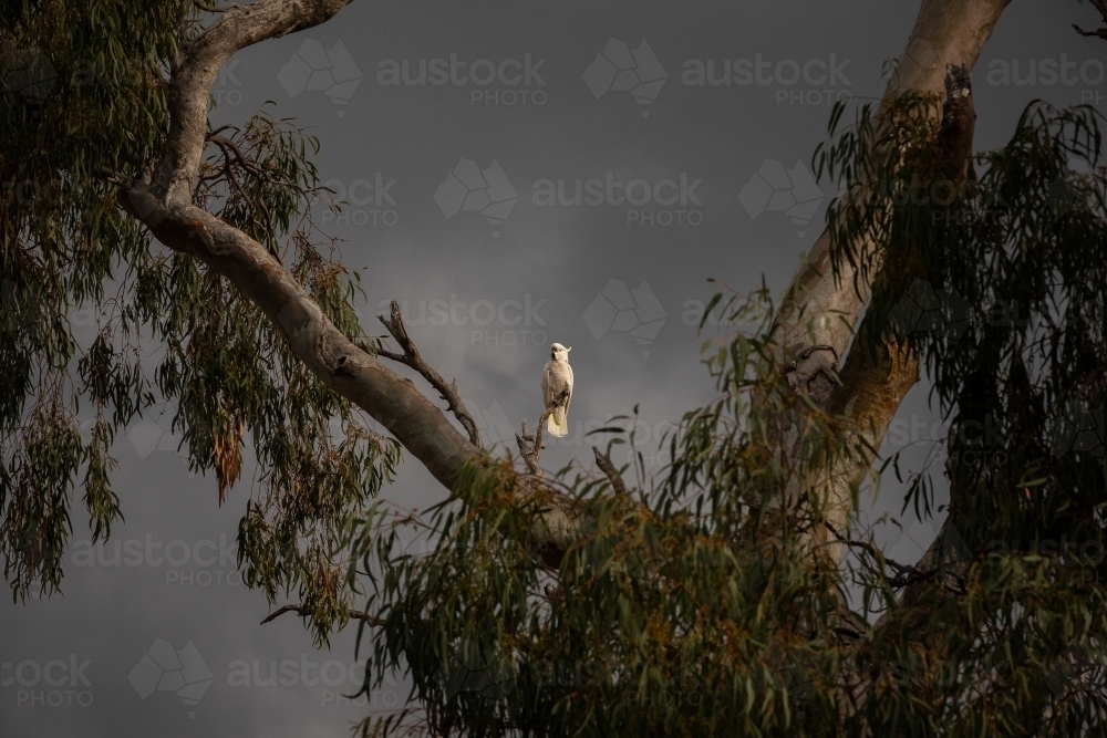 Horizontal shot of a white cockatoo standing on top of a twig on a cloudy day with grey skies - Australian Stock Image