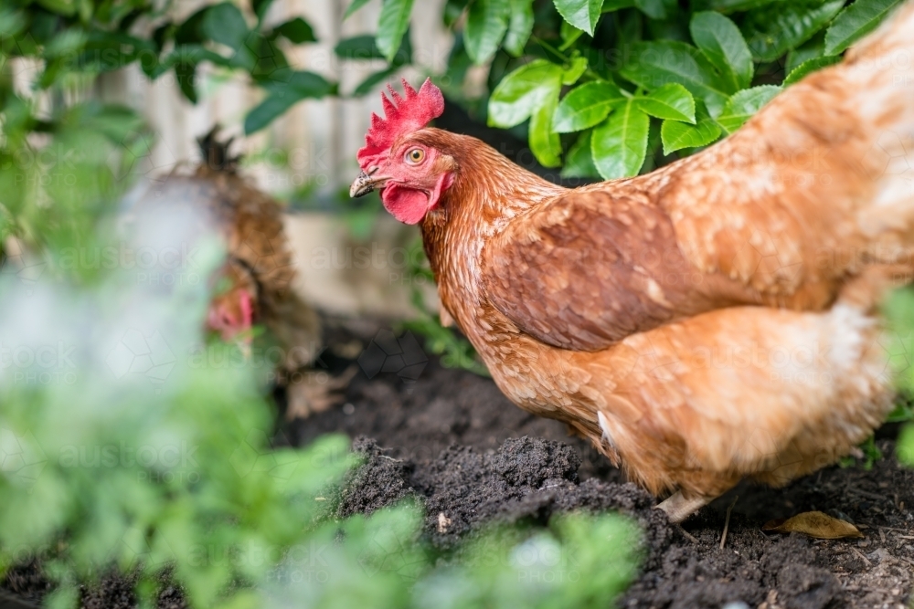 Horizontal shot of chickens foraging in the garden - Australian Stock Image