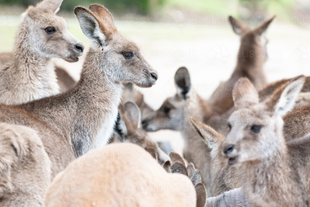 Horizontal shot of group of eastern gray kangaroos - Australian Stock Image