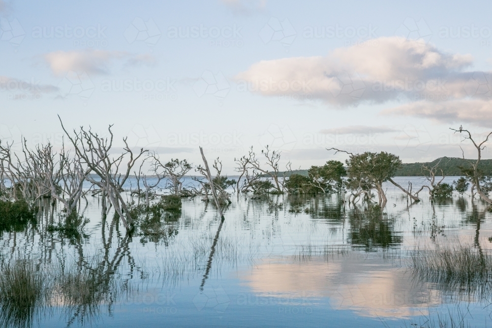 Horizontal shot of paperbark trees with its reflections. - Australian Stock Image