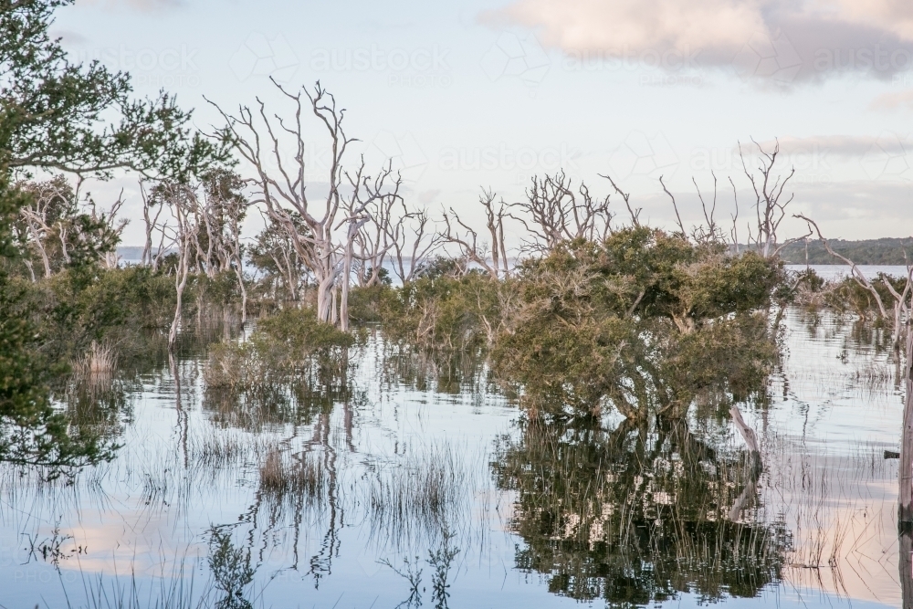 Horizontal shot of paperbark trees with its reflections. - Australian Stock Image