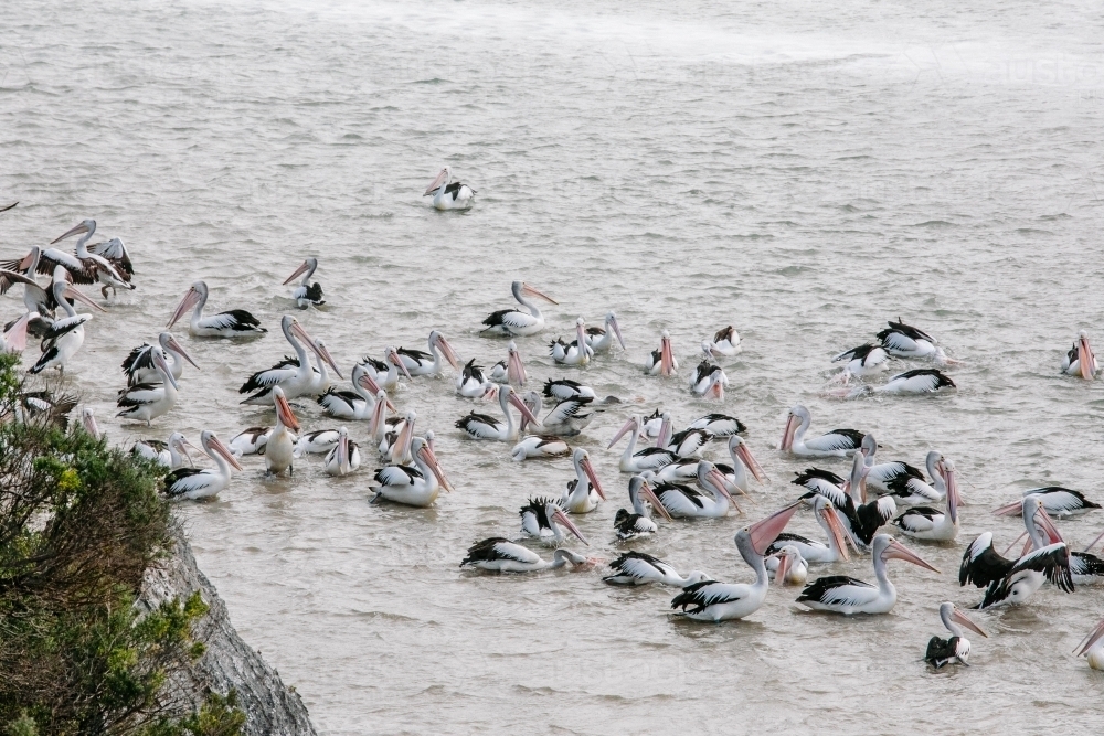 Horizontal shot of pelicans catching fish - Australian Stock Image