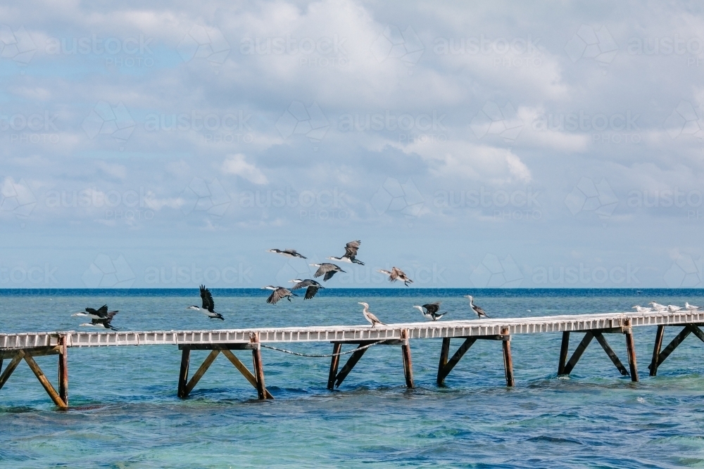 Horizontal shot of seabirds flocked on a jetty in the ocean - Australian Stock Image