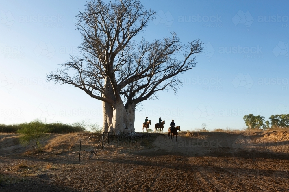 Horizontal shot of three men riding their horses under a big Boab tree - Australian Stock Image